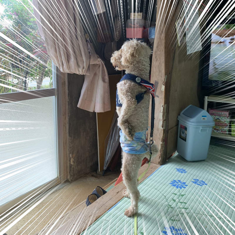 《直立的貴賓狗》這不是我家假日穿著內褲看著窗外抽菸的老爸嗎...ww