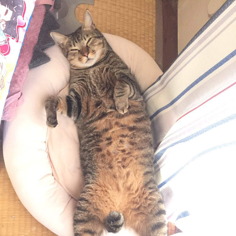 《貓咪沒尿尿帶去看醫生的結果》竟然從醫生口中聽到令飼主崩潰的事實...