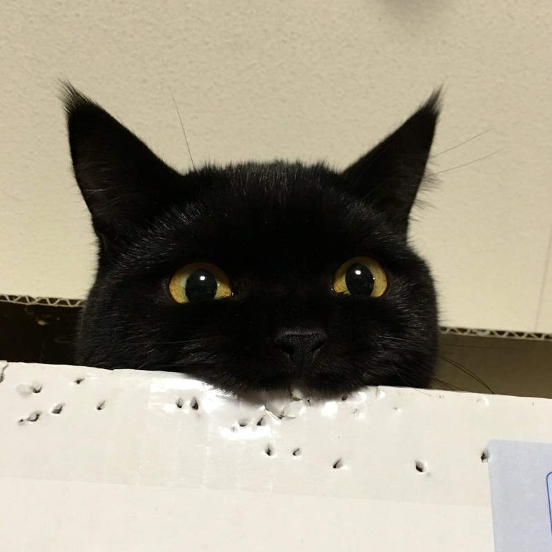 牙很癢嗎？《黑貓打洞機》抓到紙箱只想狂咬的特殊癖好喵ww