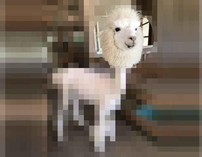 我草泥馬《剛剔完毛的羊駝》光溜溜的樣子感覺是不是很像修完毛的貴賓犬XD 我草泥馬《剛剔完毛的羊駝》光溜溜的樣子感覺是不是很像修完毛的貴賓犬XD