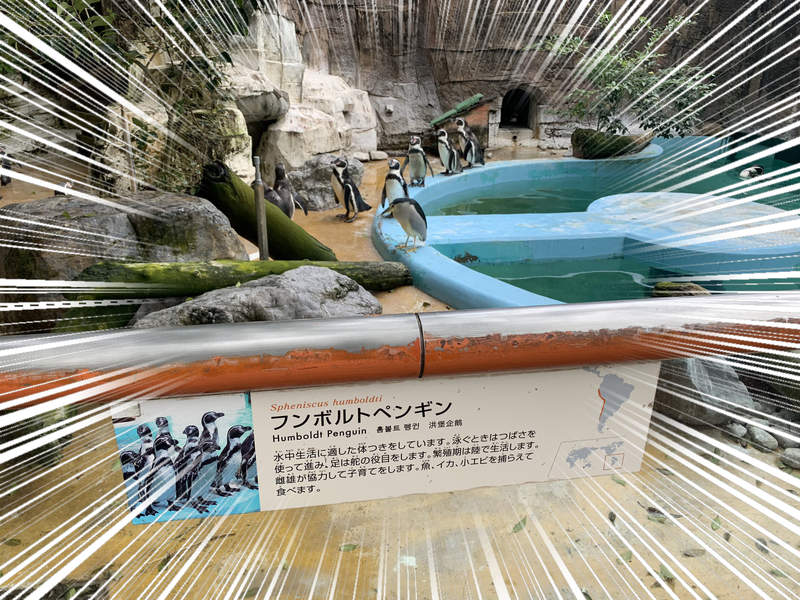 動物園驚見《混入企鵝群的動物》大概只有牠自己覺得沒人發現ww