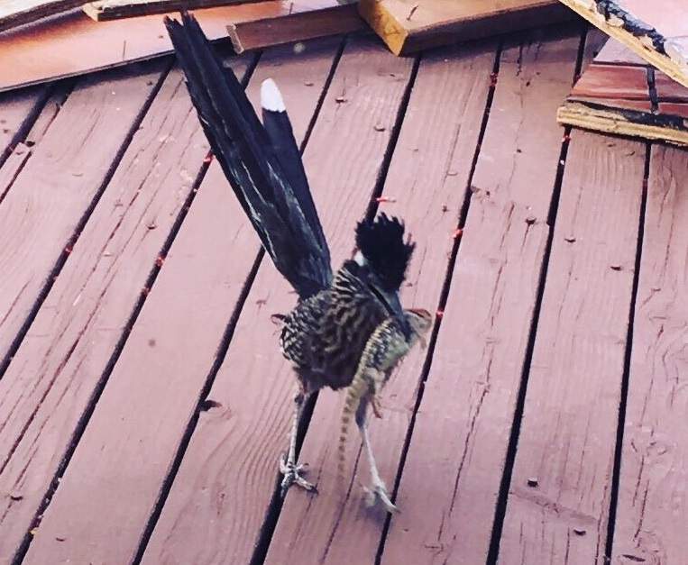 走鵑愛上人類《狂抓蜥蜴跟她求愛》當地蜥蜴心裡一定很幹......XD 走鵑愛上人類《狂抓蜥蜴跟她求愛》當地蜥蜴心裡一定很幹......XD