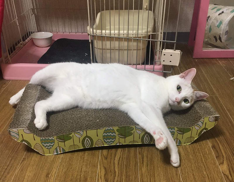 超意外《貓咪沒有食慾帶去檢查的結果》原來寵物也會裝病！？