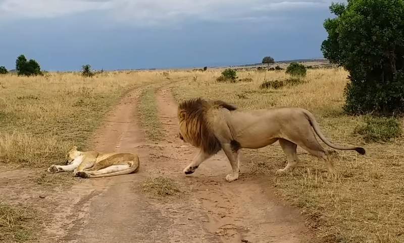 被公獅騷擾《母獅起床氣好恐怖》肯亞動保區錄到超珍貴畫面