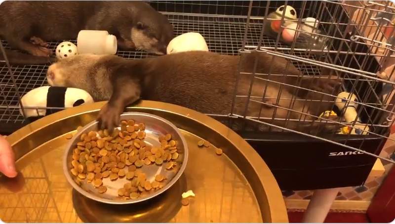 《超慵懶水獺吃飯畫面》這不是假日躺在沙發上看電視吃零食的自己嗎...ww 《超慵懶水獺吃飯畫面》這不是假日躺在沙發上看電視吃零食的自己嗎...ww