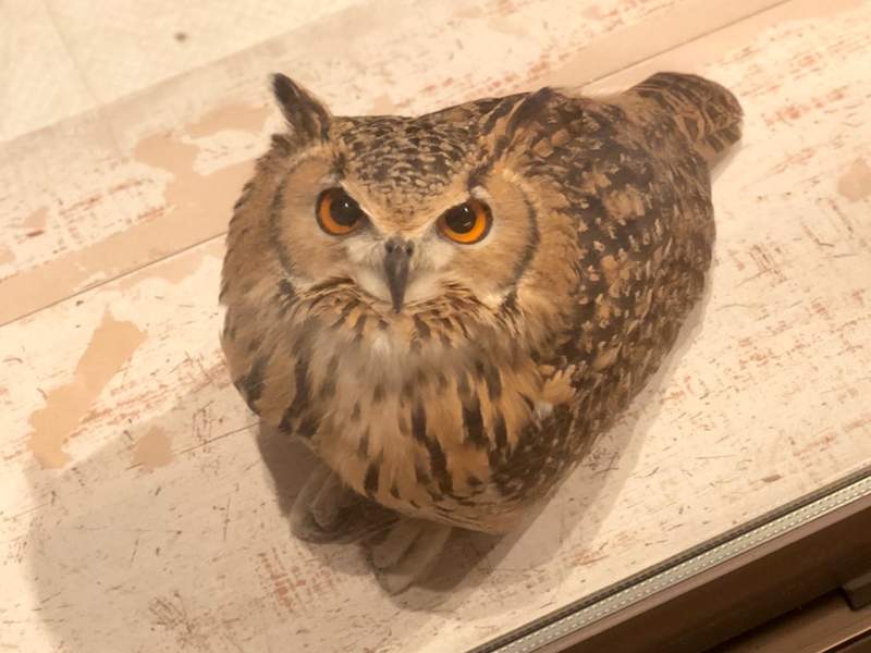 【有片】快遞:「你們家的貓好奇怪啊」《被誤認為貓的貓頭鷹》 【有片】快遞:「你們家的貓好奇怪啊」《被誤認為貓的貓頭鷹》