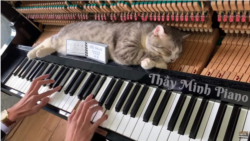 《睡在鋼琴上的貓》隨琴鍵敲打的琴槌，對貓來說簡直比按摩還舒服ww