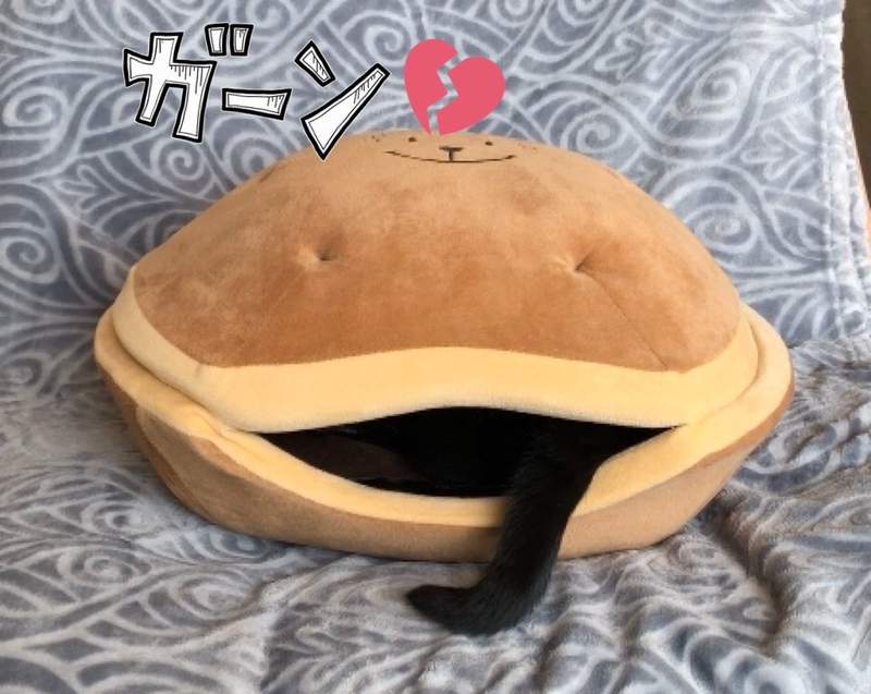 新型態生物發現《鑽進銅鑼燒寵物枕的貓》不說還以為是吐舌頭的蚌呢 新型態生物發現《鑽進銅鑼燒寵物枕的貓》不說還以為是吐舌頭的蚌呢