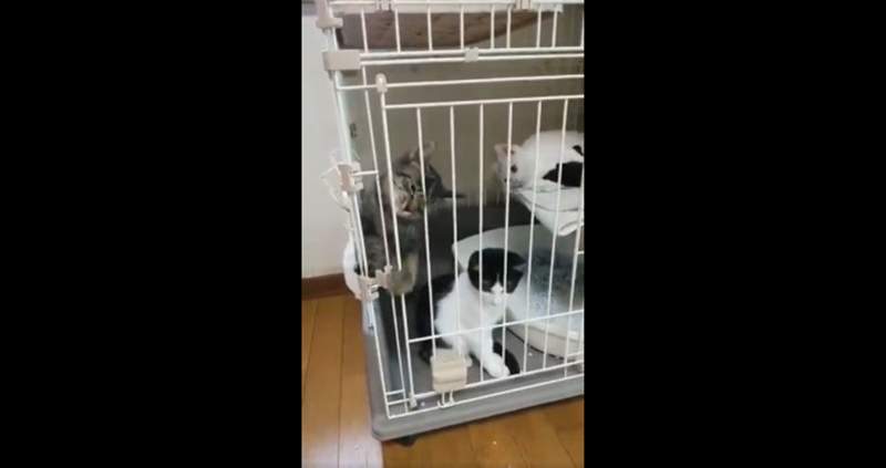 再次證明貓是液體的《貓籠逃脫記》逃出瞬間讓貓奴嘴角直接失守w 再次證明貓是液體的《貓籠逃脫記》逃出瞬間讓貓奴嘴角直接失守w