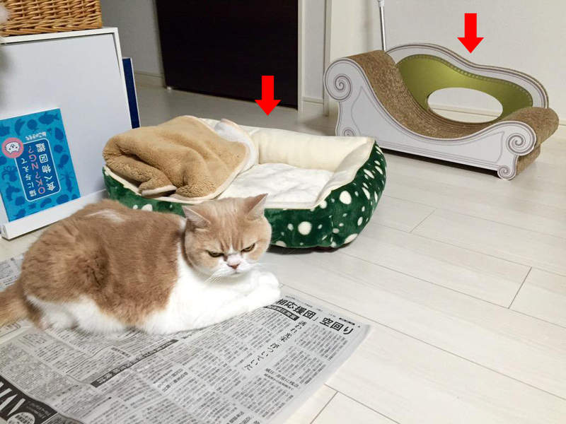 貓奴必見《為什麼貓不喜歡你買的禮物》只要換個角度就能找出原因所在？