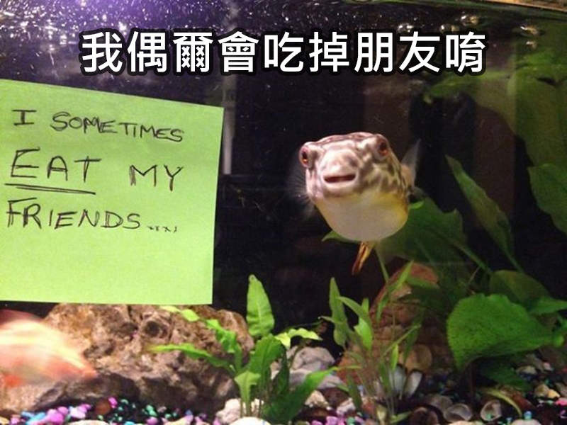 《被公開處刑的魚》因為脾氣太差等原因直接被飼主昭告天下牠們有多壞w 《被公開處刑的魚》因為脾氣太差等原因直接被飼主昭告天下牠們有多壞w