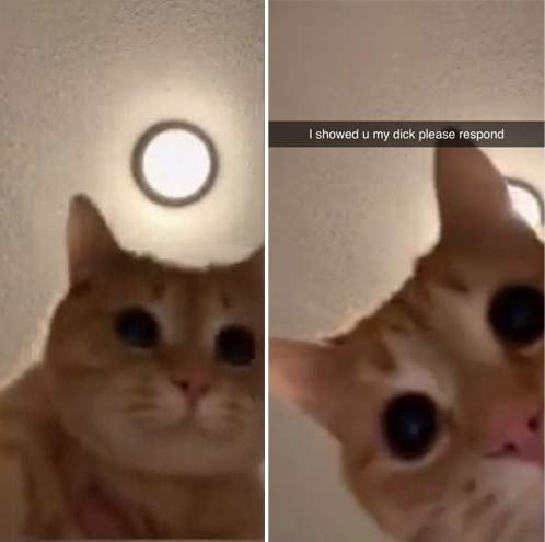 抖音正確的使用方法《破千萬人次觀看的貓影片》一格一格彈出來魔性滿溢XD