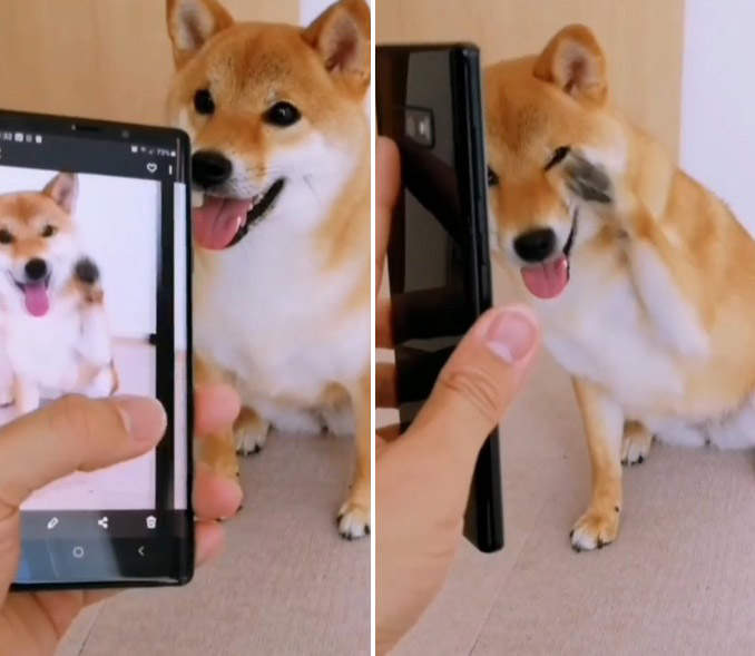 多柴多藝《會跟著照片做動作的柴犬》感覺超聰明超討人喜歡的可愛柴犬 多柴多藝《會跟著照片做動作的柴犬》感覺超聰明超討人喜歡的可愛柴犬