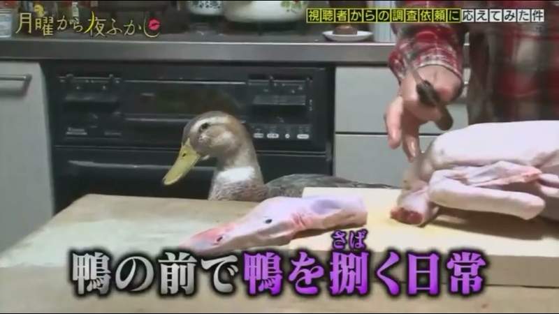 真的不是緊急備用糧食《熱愛鴨子的奶奶》想知道鴨子的心理陰暗面 真的不是緊急備用糧食《熱愛鴨子的奶奶》想知道鴨子的心理陰暗面
