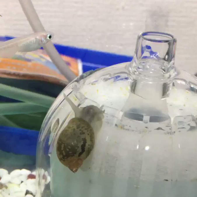 魚缸裡驚見《螺類的奇行》爬上打氣機大玩氣泡漂浮遊戲的可愛舉動萌翻推民❤ 魚缸裡驚見《螺類的奇行》爬上打氣機大玩氣泡漂浮遊戲的可愛舉動萌翻推民❤