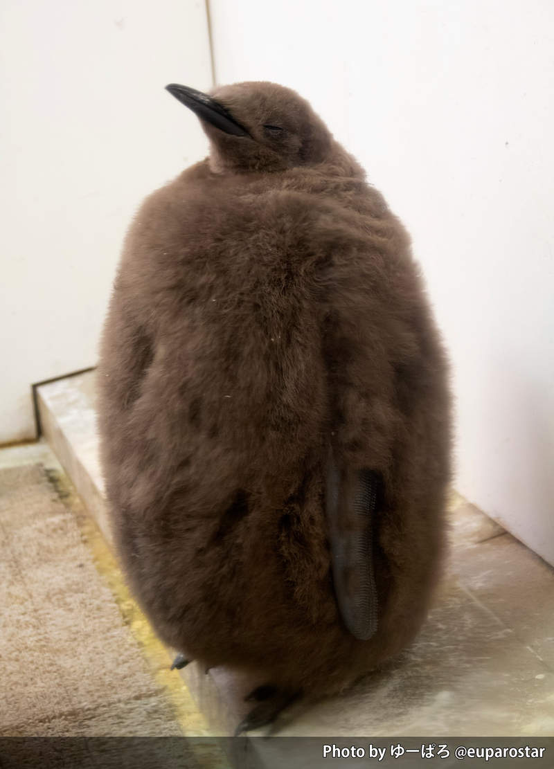 《企鵝這樣登大人》毛茸茸的幼鳥原來是這樣脫去皮草外套才變為成鳥 《企鵝這樣登大人》毛茸茸的幼鳥原來是這樣脫去皮草外套才變為成鳥