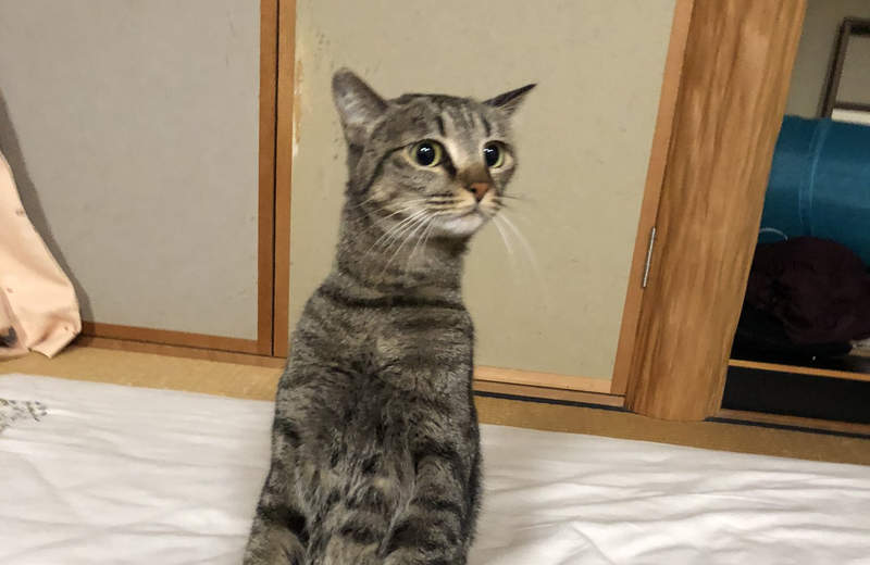 裡面有人嗎？《跪坐的貓咪》雙手放膝上，端正姿勢甚至比人類還標準ww