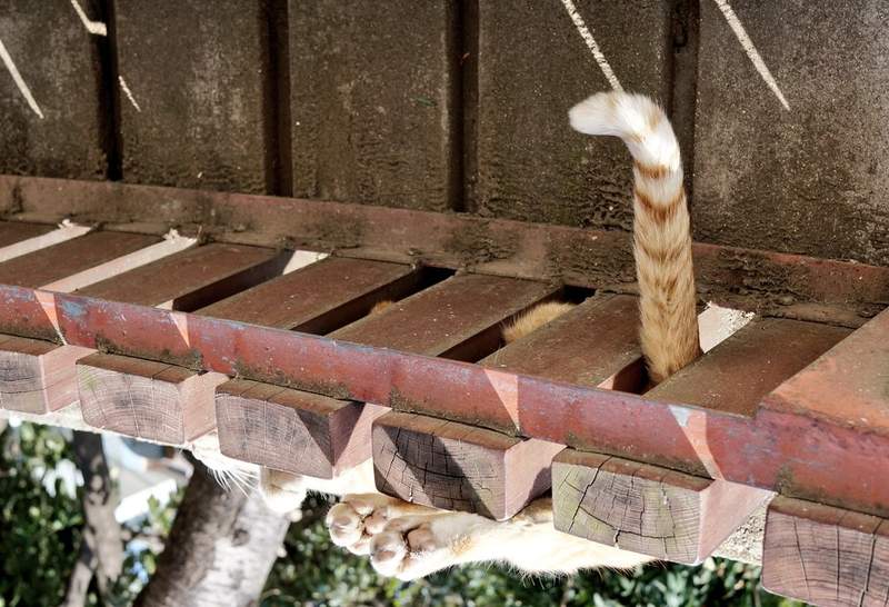 喵的勒《貓尾跟花園鰻有87%像》娘子快跟牛魔王出來看我發現新物種惹