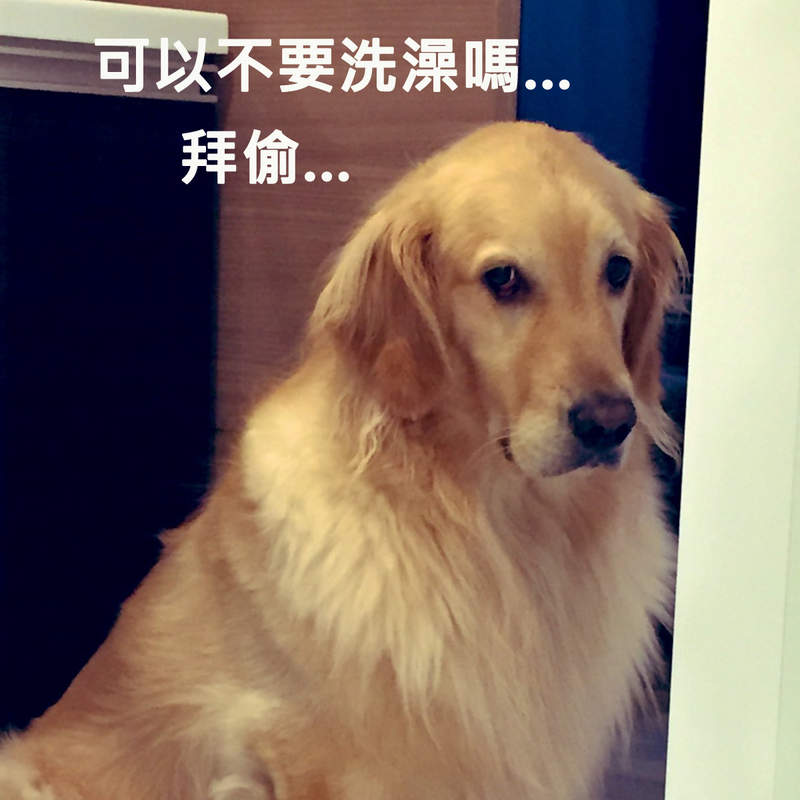 《聽到洗澡就變臉的狗狗》散步完跟回家後的表情簡直"判若兩狗"...ww 《聽到洗澡就變臉的狗狗》散步完跟回家後的表情簡直"判若兩狗"...ww