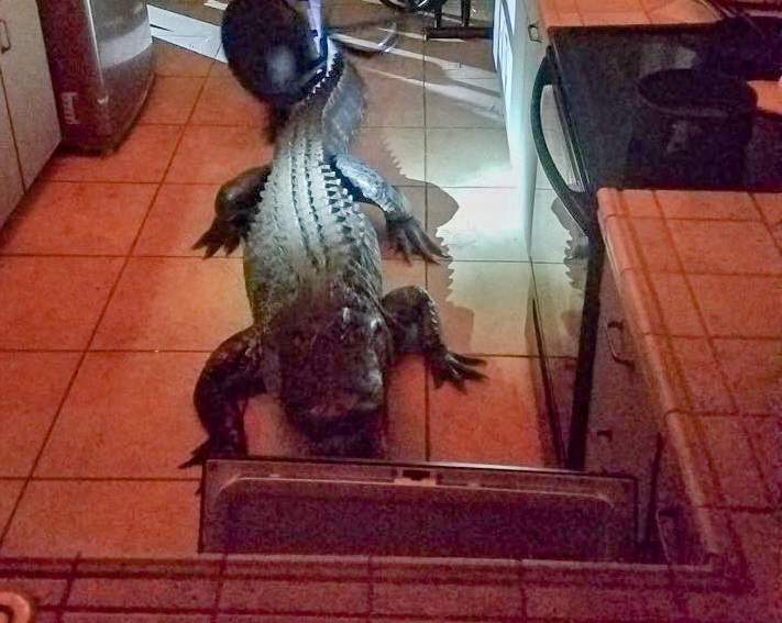  廚房被《3公尺長的鱷魚闖入》塊陶不然會被抓去作柏金包...