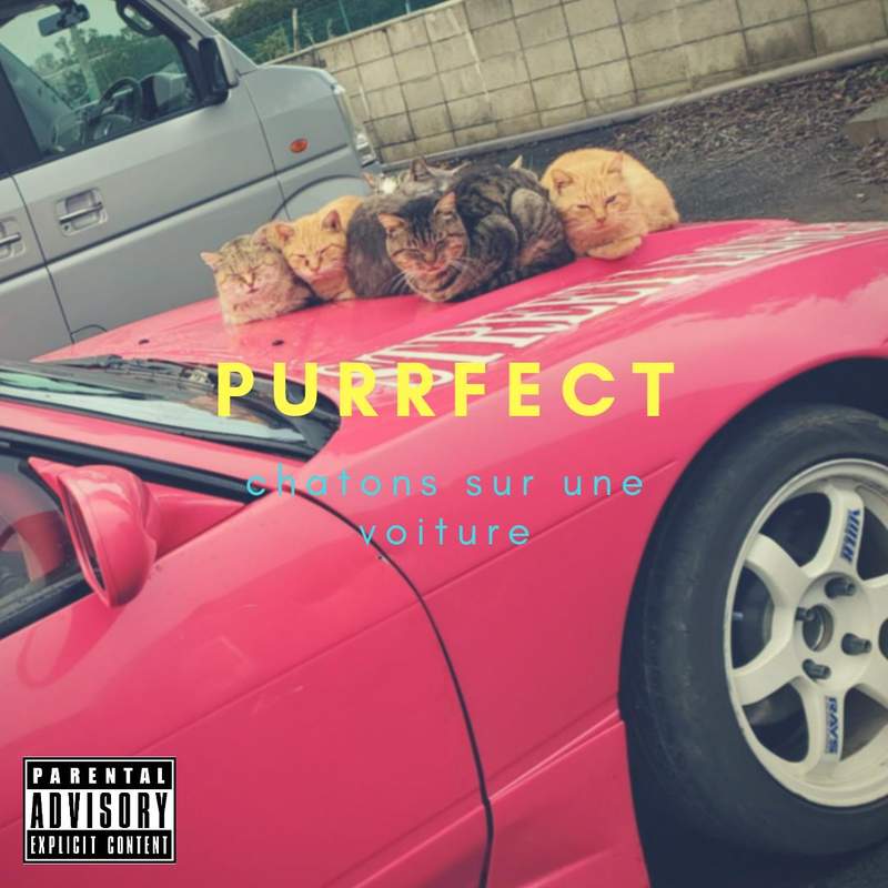 這台車子我要了《窩在引擎蓋上取暖的貓》人類這邊沒你們的事可以下去惹