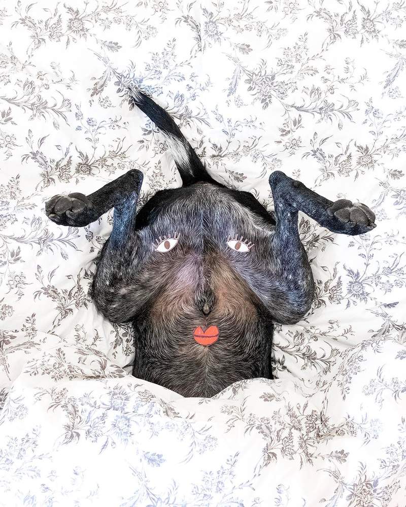 超好配合《史上最面癱的狗狗》超趣味萌犬IG攝影師拍下了毛小孩的100種變化 超好配合《史上最面癱的狗狗》超趣味萌犬IG攝影師拍下了毛小孩的100種變化