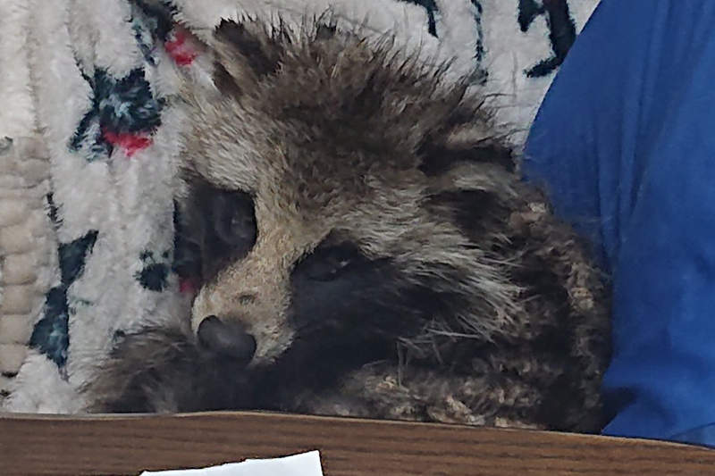 《暖桌下驚見野生貉》擅自闖進別人家取暖難道是最近的流行？ww