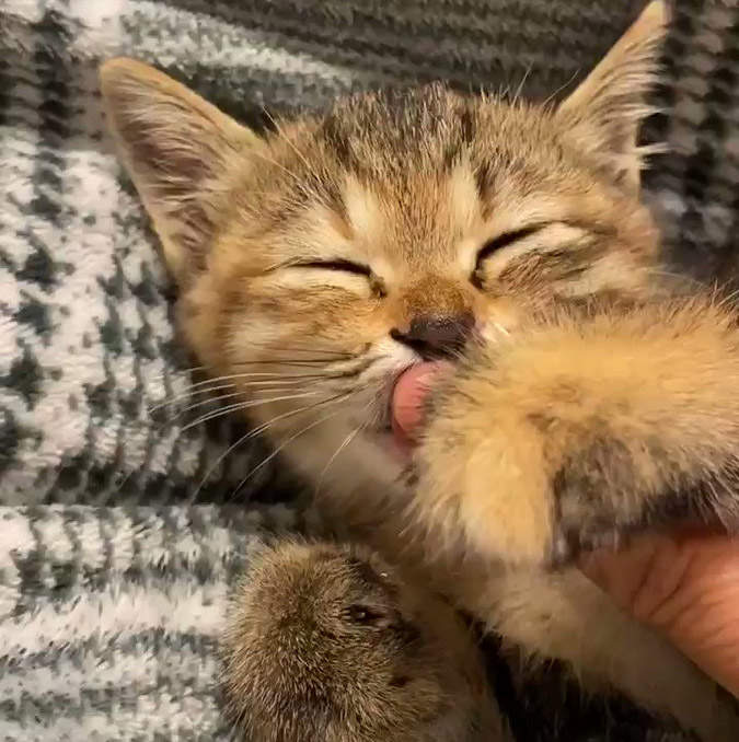 【有片】《睡前就愛舔手指的小貓》這個是會讓所有人融化的萌度 【有片】《睡前就愛舔手指的小貓》這個是會讓所有人融化的萌度