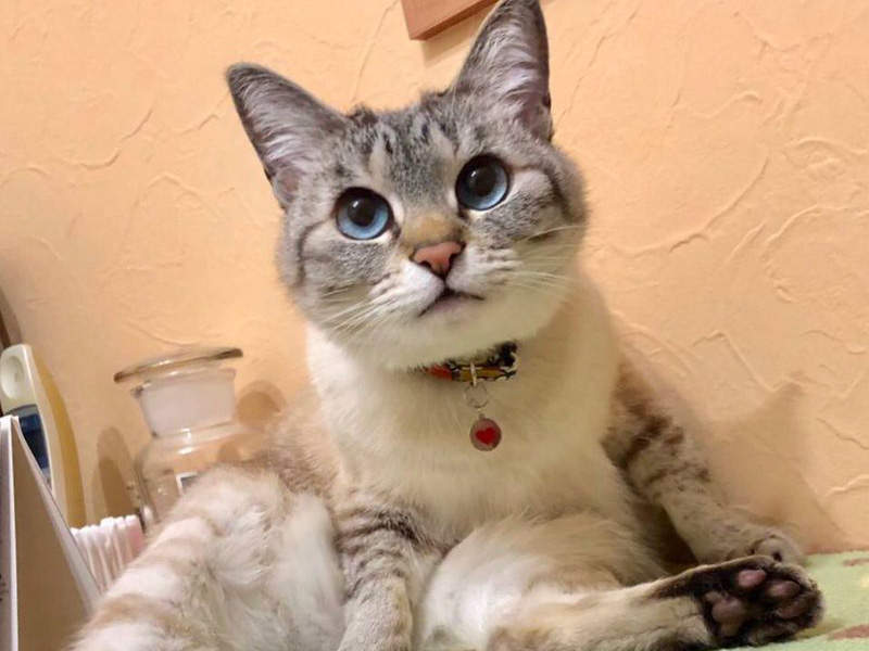 【請開聲音】萌炸天《愛撒嬌的貓咪喵喵叫》天啊聽到這個聲音都想馬上抱緊處理了 【請開聲音】萌炸天《愛撒嬌的貓咪喵喵叫》天啊聽到這個聲音都想馬上抱緊處理了