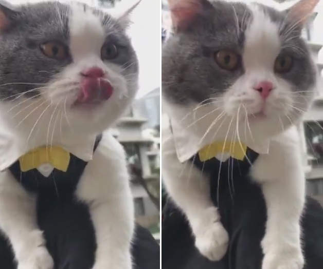 求大神翻譯《講話很像哆啦A夢的貓》嗚捏逼利沃捏逼威耶恩逼捏mmmmmmm