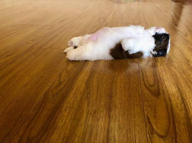 網路爆紅《隨時隨地屍體化的狗》呆萌行為讓藝術家忍不住畫成插畫w