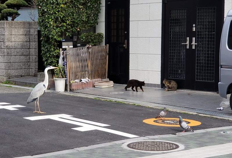 春天來了《情報量過多的奇蹟瞬間》玄關前簡直迷你型動物園狀態... 春天來了《情報量過多的奇蹟瞬間》玄關前簡直迷你型動物園狀態...