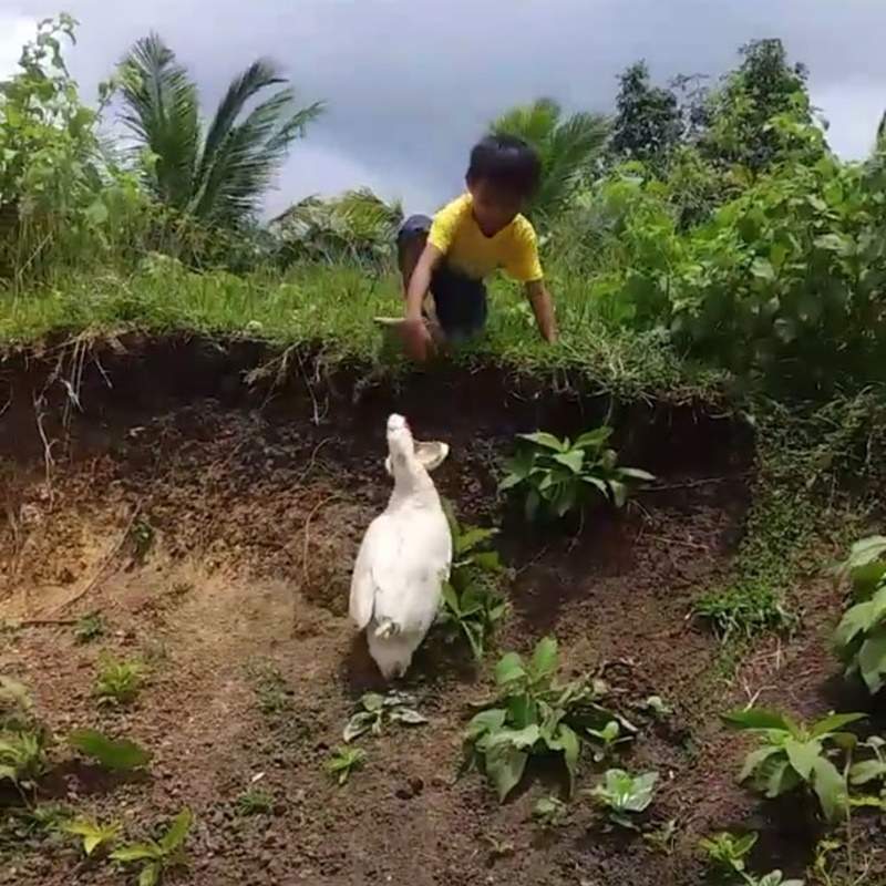 根本是鴨界天使《幫撿拖鞋的鴨子》可愛畫面被全程錄下讓人大讚太萌啦~ 根本是鴨界天使《幫撿拖鞋的鴨子》可愛畫面被全程錄下讓人大讚太萌啦~