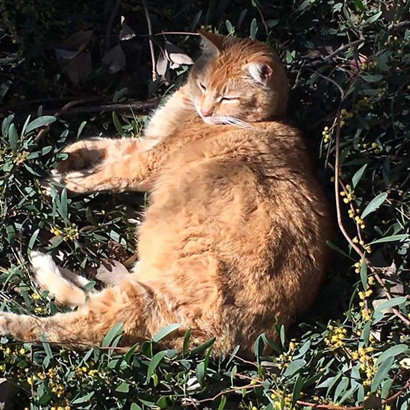 可以拍打但別餵食《別再餵校貓》學霸用「知識」告訴你繼續餵下去有多可怕w 可以拍打但別餵食《別再餵校貓》學霸用「知識」告訴你繼續餵下去有多可怕w