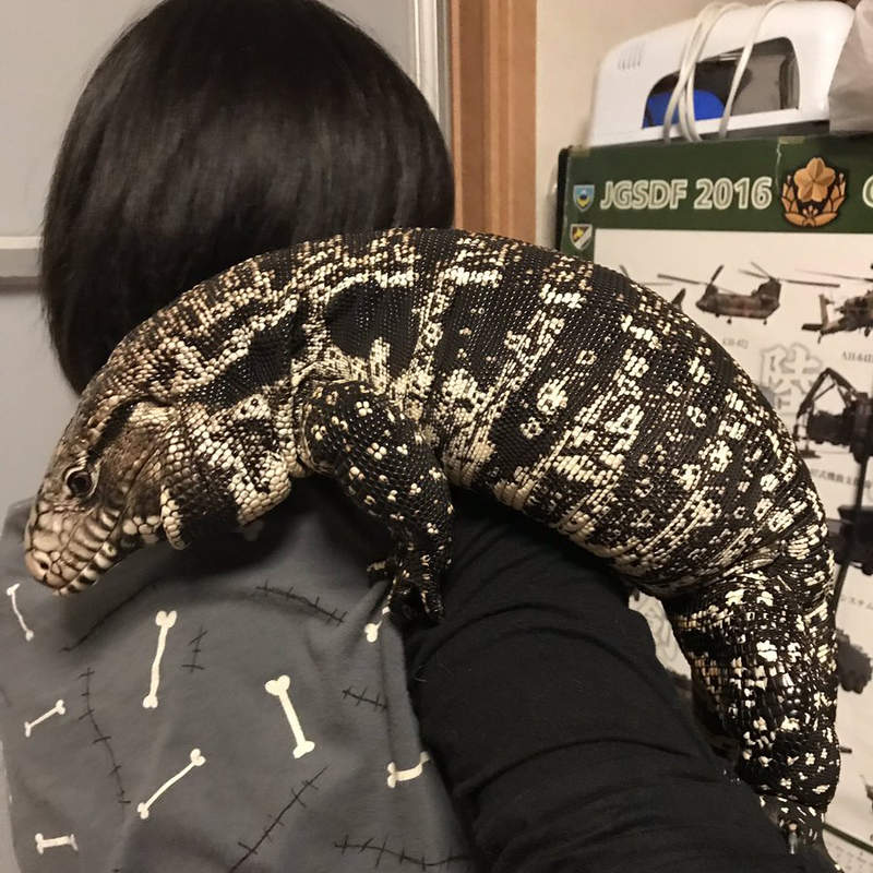 《把蜥蜴當狗養的結果》於是養成了一隻像狗的巨蜥...