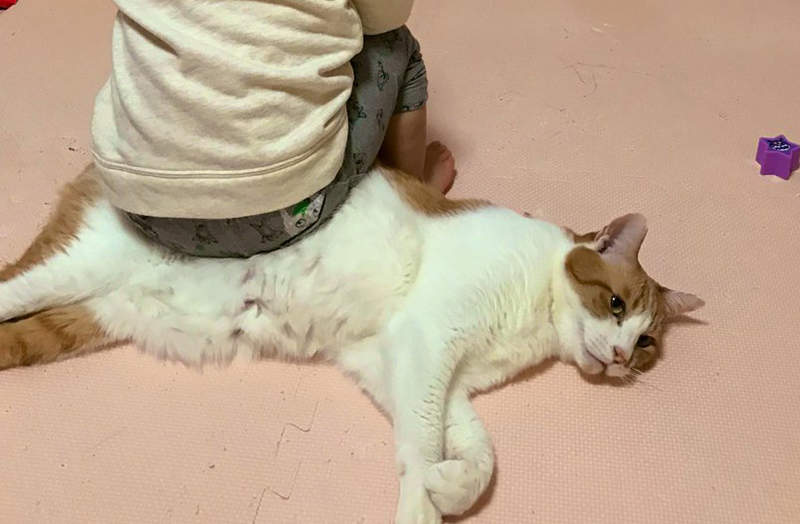 《幼兒坐貓炎上》媽媽顧著拍照不勸阻 愛貓人士怒批虐待動物沒家教…… 《幼兒坐貓炎上》媽媽顧著拍照不勸阻 愛貓人士怒批虐待動物沒家教……