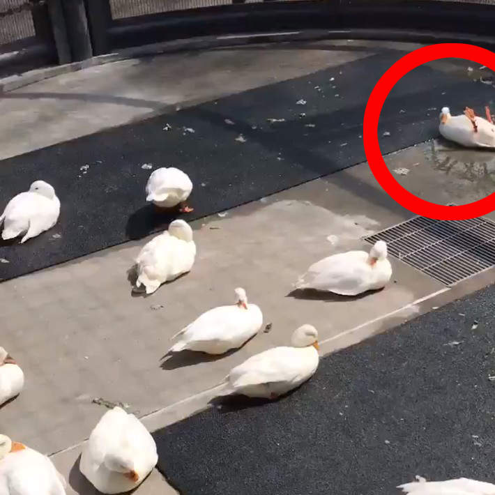 動物園驚見《超搶戲的鴨子》大家都在曬太陽，只有牠硬要跟別人不一樣...