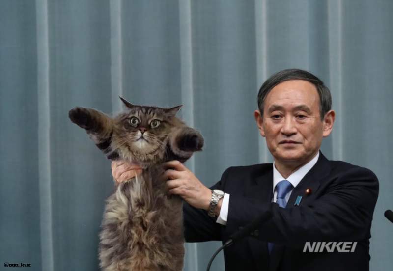 日本新年號《令和》發表惡搞圖續出　政府宣布正式進入貓的時代（誤）