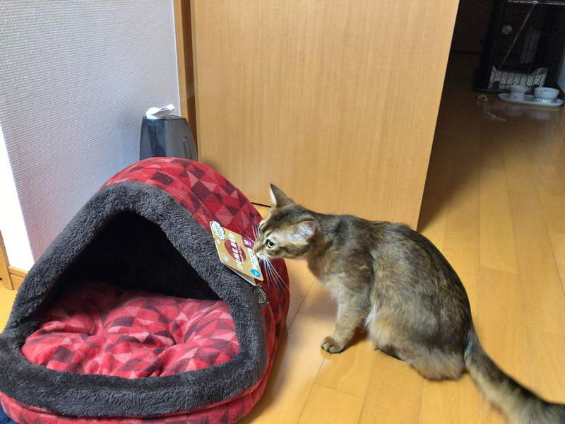 《貓奴才懂的開箱文》滿心歡喜買了新的貓屋結果不出我所料...(苦笑) 《貓奴才懂的開箱文》滿心歡喜買了新的貓屋結果不出我所料...(苦笑)