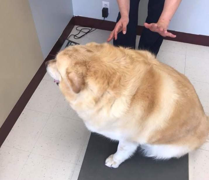 《胖到78公斤黃金獵犬》減掉45公斤的艱苦修行 大家都幫他加油(๑•̀ㅂ•́)و✧ 