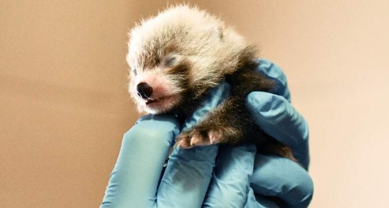 史上最萌拍賣《小熊貓名字拍賣會》可愛的小熊貓三胞胎等你來命名唷♥