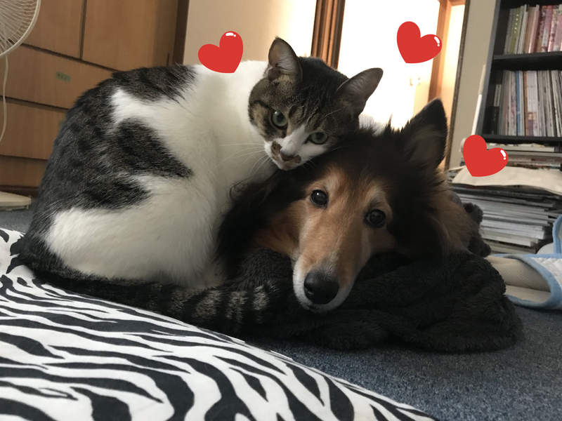 【有片】《跟狗撒嬌的貓咪》那眼神彷彿故意曬恩愛給主人看的情侶啊ww 【有片】《跟狗撒嬌的貓咪》那眼神彷彿故意曬恩愛給主人看的情侶啊ww