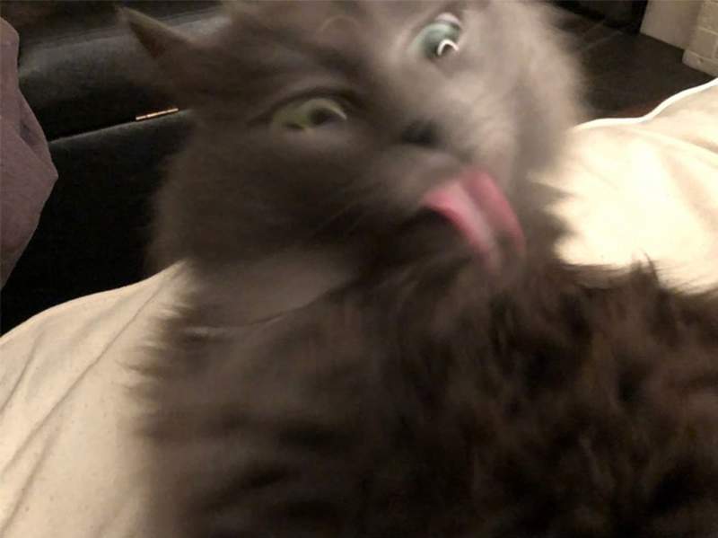 就算ㄎㄧㄤ掉我們也愛♥《最不討喜的寵物照》明明要黑化寶貝卻被...萌到w