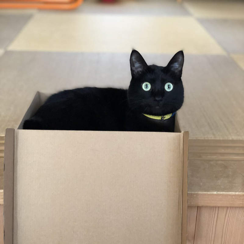 《貓奴才懂的事》身為一介鏟屎官,喵的生態怎麼能不知... 《貓奴才懂的事》身為一介鏟屎官,喵的生態怎麼能不知...