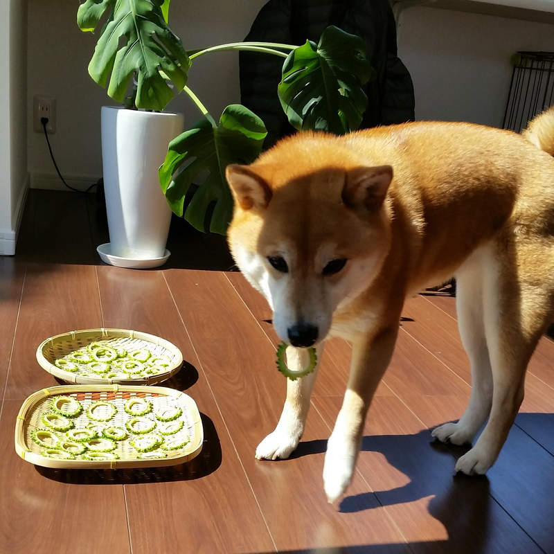 《貪吃的柴犬》從此牠學會了人類世界裡有種名叫「苦瓜」的地雷食物ww 《貪吃的柴犬》從此牠學會了人類世界裡有種名叫「苦瓜」的地雷食物ww