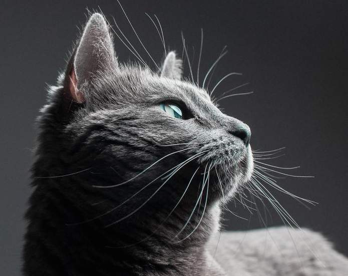 《請攝影師來幫自己顧貓》結果就是收穫了好多張貓皇玉照