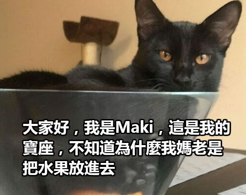 《貓奴吐槽自家喵星人》從吐槽中不難看出貓奴的寵愛阿w