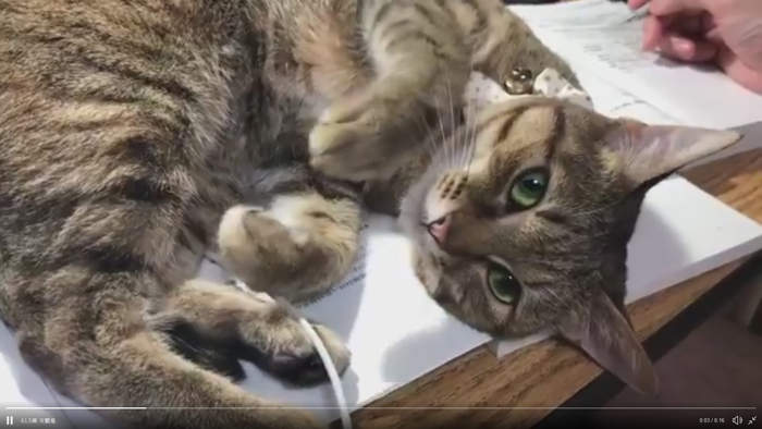 來嘛來嘛《用功時對著你撒嬌的貓》請問這可以當成我書讀不好的理由嗎QQ