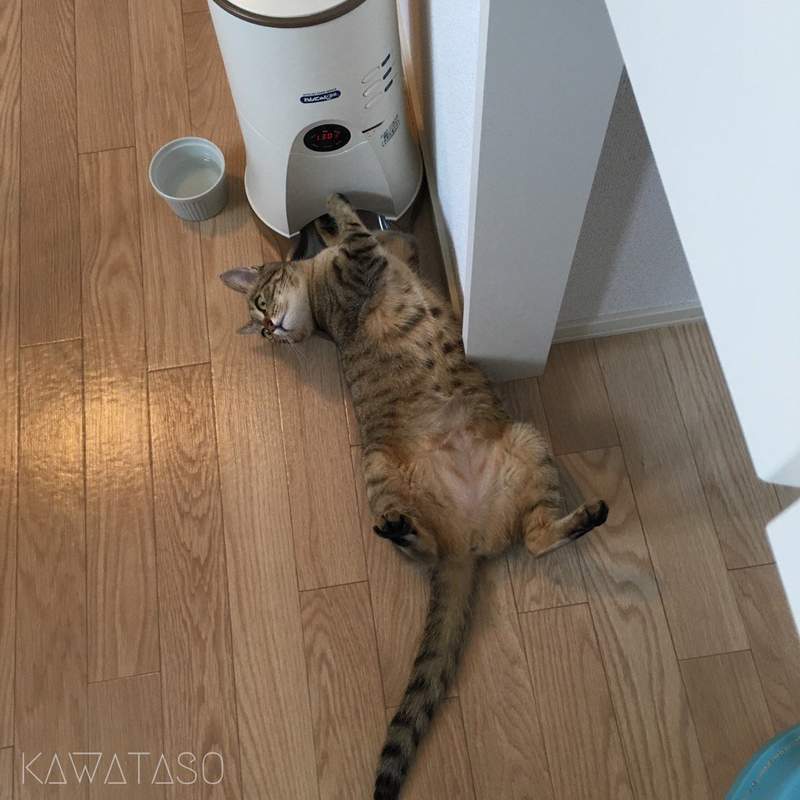 《貓與自動餵食器的戰爭》家中最容易遭到貓咪破壞的東西絕對名列前三ww