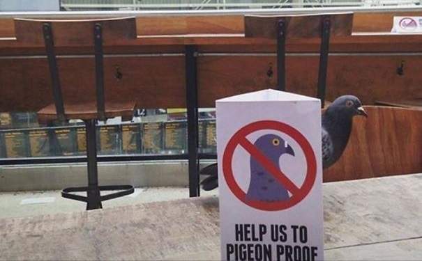 《這些動物都是叛逆份子》規則是看他們的心情存在的 《這些動物都是叛逆份子》規則是看他們的心情存在的